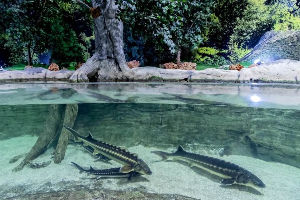 Istanbul Aquarium 09