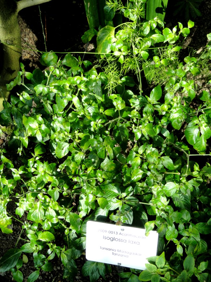 Isoglossa laxa - Botanical Garden in Kaisaniemi, Helsinki - DSC03643