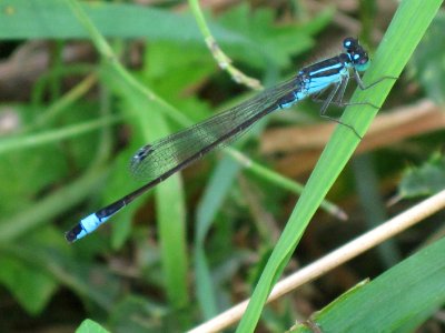 Ischnura elegans (Blue-tailed Damselfly), Arnhem, the Netherlands photo