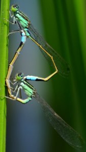 Ischnura senegalensis(Couple,Japan,2018.05.05)