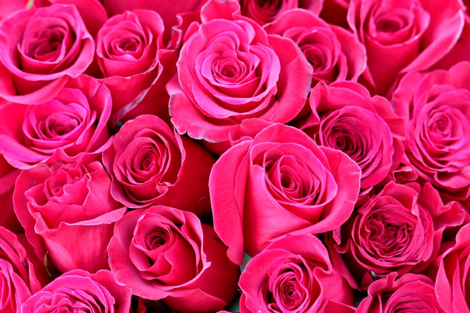 Bouquet red flowers