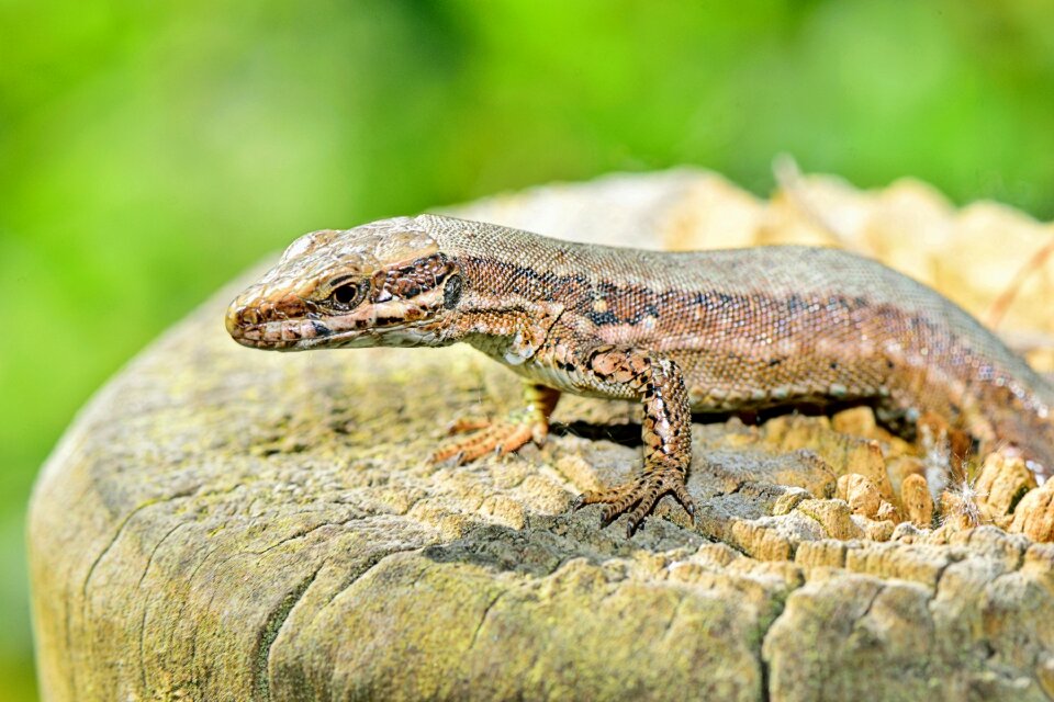 Reptile animals animal