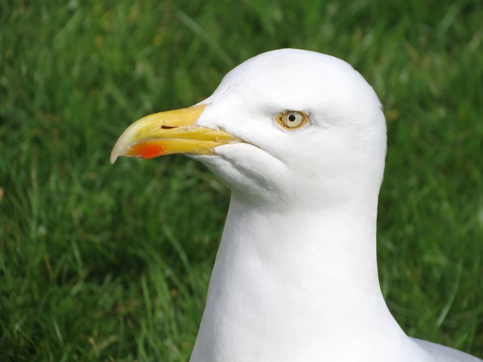 Birds animal close up