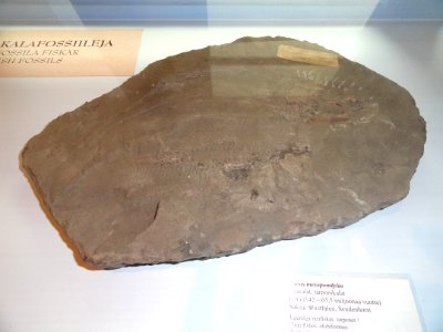 Istieus mesospondylus - Fossils in the Arppeanum - DSC05527