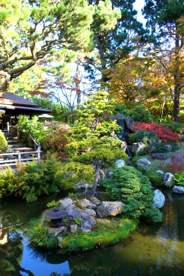 Japanese Tea Garden (San Francisco) - DSC00146