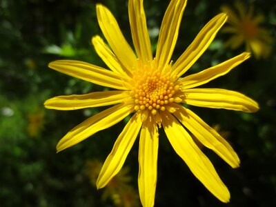 Floral bright bloom