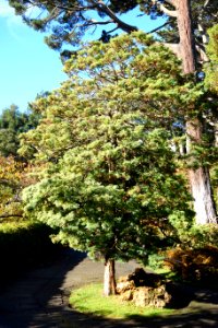 Japanese Tea Garden (San Francisco) - DSC00176