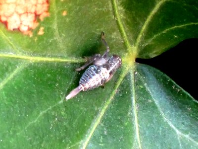 Issus coleoptratus (Planthopper sp.) nymph, Arnhem, the Netherlands