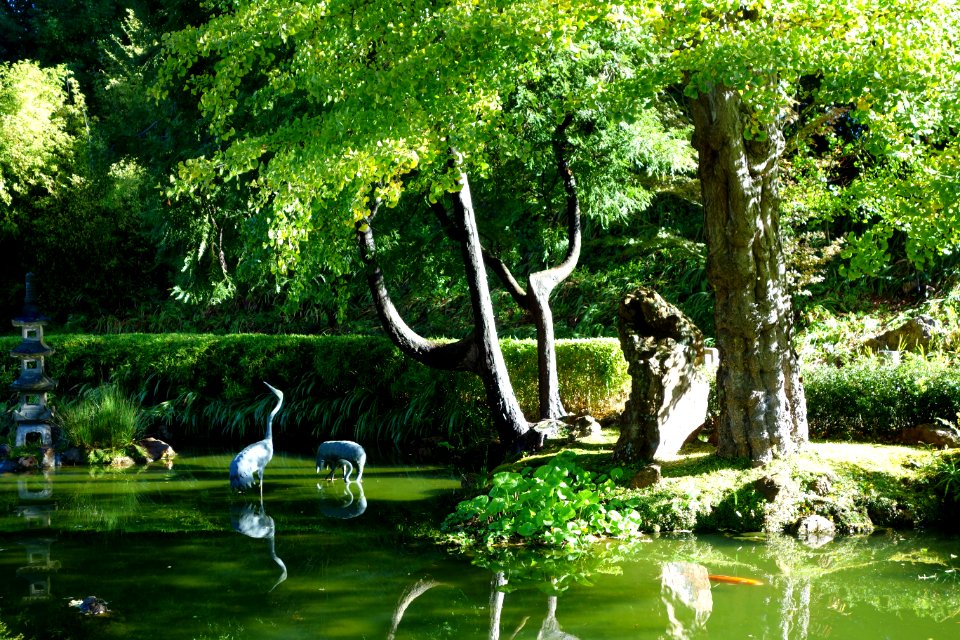 Japanese Tea Garden (San Francisco) - DSC00173