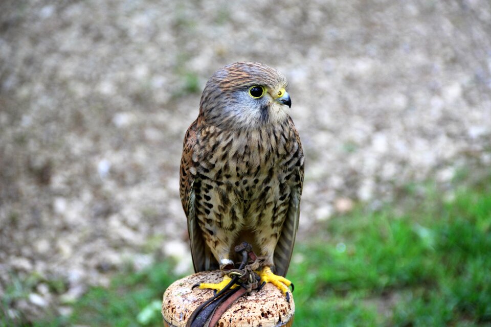 Nature wildlife prey