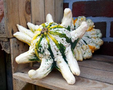 Pumpkin autumn vegetables