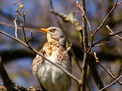 Springs animals nature photo