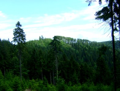 Jawornik Krowi mit