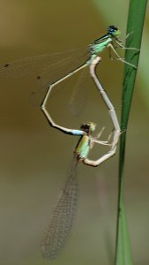 Ischnura asiatica(Couple,Japan,2018.05.11)