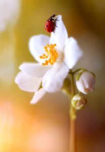 Jasminum (232474289)