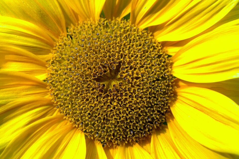 Flower flowering sunflower petals