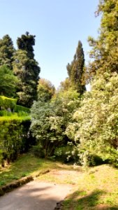 Jasmine in full bloom in the Villa d'Este, 2015-05-19