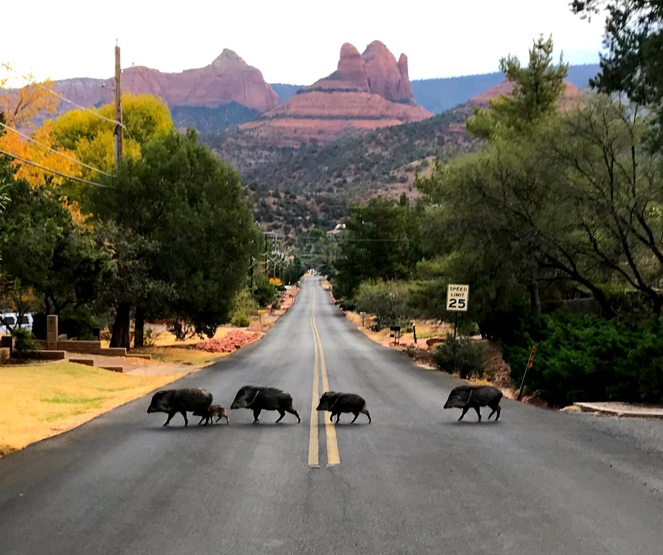 Javelinas crossing Navahopi Road in Sedona, Arizona - la la The Beattle's Abbey Road Album Cover!