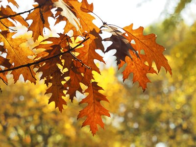 Dead leaf nature oak autumn landscape photo