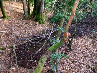Issel rechter Zufluss 2. Zufluss nächster Quelle