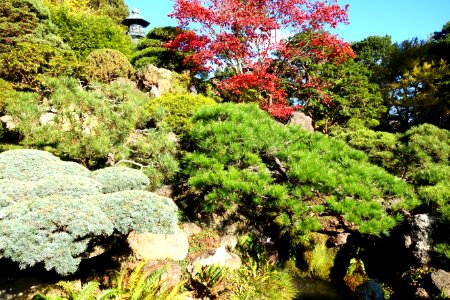 Japanese Tea Garden (San Francisco) - DSC00184 photo