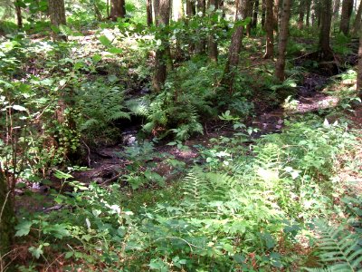 Issel Mündung rechter Zufluss 4