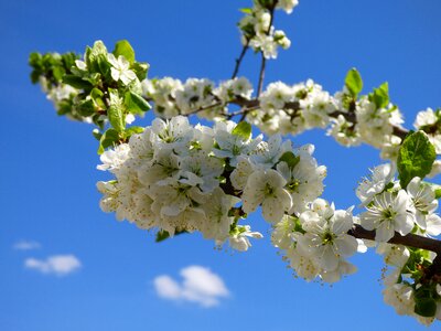 Flower nature tree