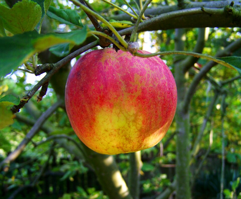 Apple ripe fruit red and yellow apple