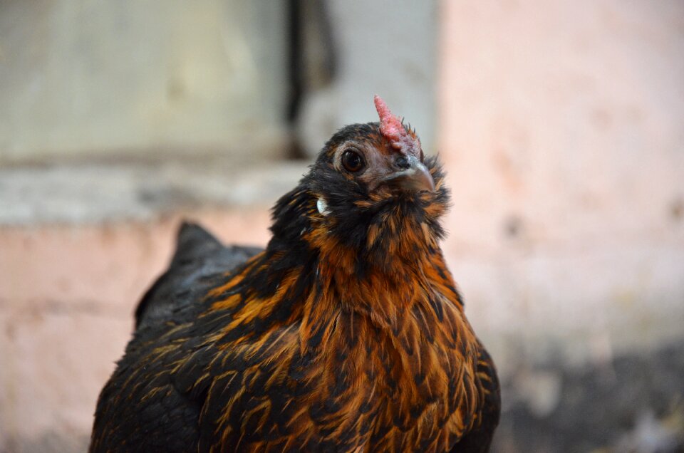 Brown poultry happy hens