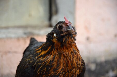 Brown poultry happy hens