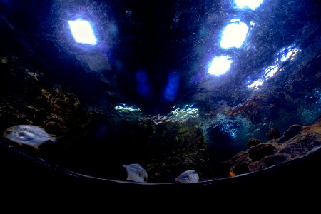 Istanbul Aquarium 10