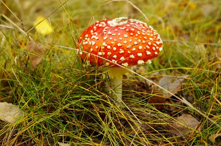 Poisonous mushroom autumn fly agaric red photo