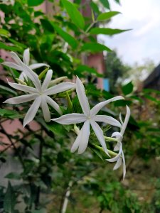 Jasmine, Jasminum multipartitum, the starry wild jasmine or imfohlafohlane