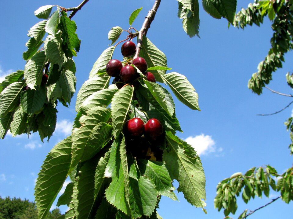 Fruity cherry tree red black