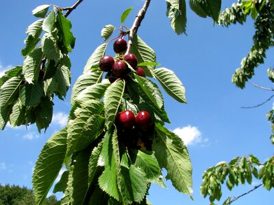 Fruity cherry tree red black photo