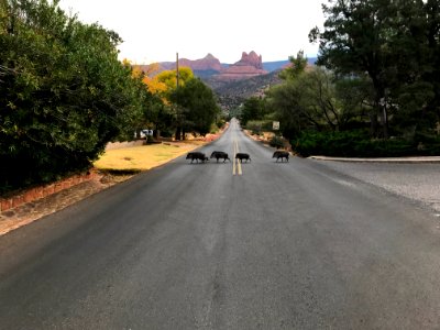 Javelinas Crossing the Road in Sedona, Arizona a la The Beatles Abbey Road Album