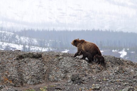 Animal mammal nature