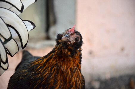 Brown poultry happy hens photo
