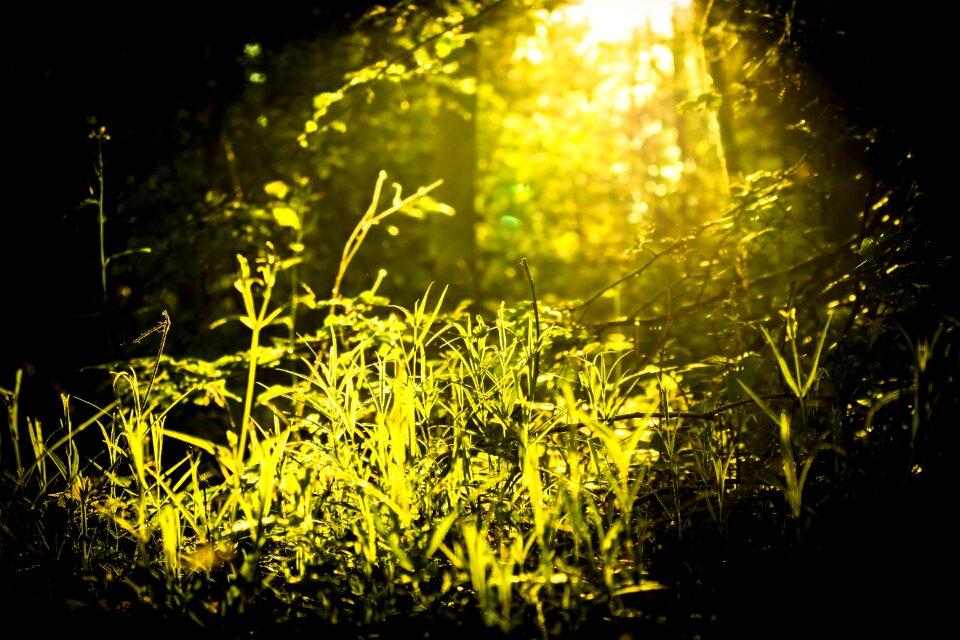 Green nature light effect