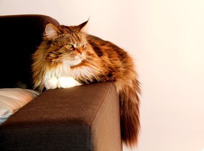 Jazz maine coon