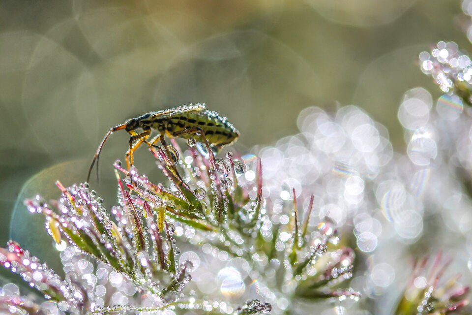 Macro fauna flower