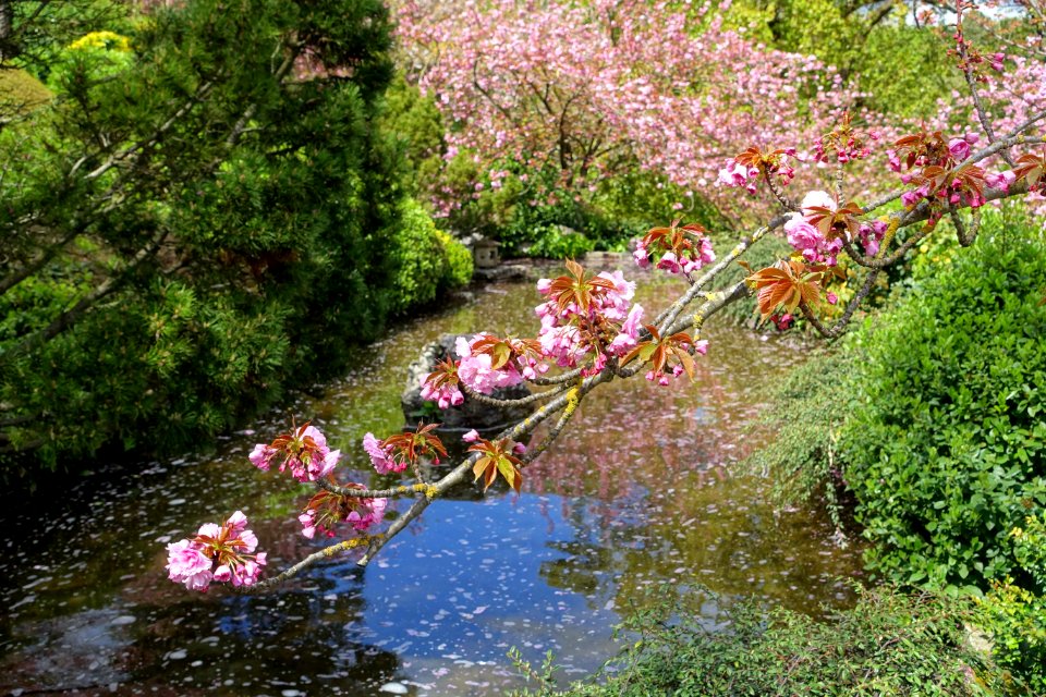 Japanese Garden - Orto botanico - Rome, Italy - DSC00203
