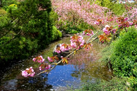 Japanese Garden - Orto botanico - Rome, Italy - DSC00203