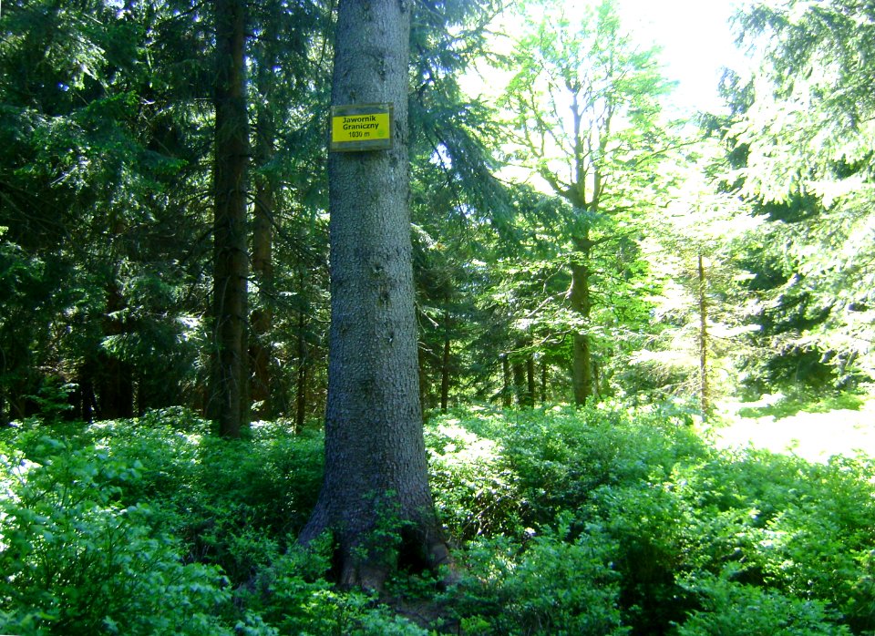 Jawornik Graniczny .mit 1