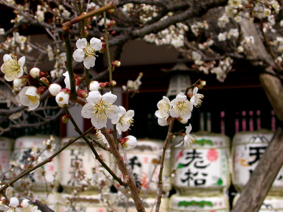 Japanese nature temple flowers
