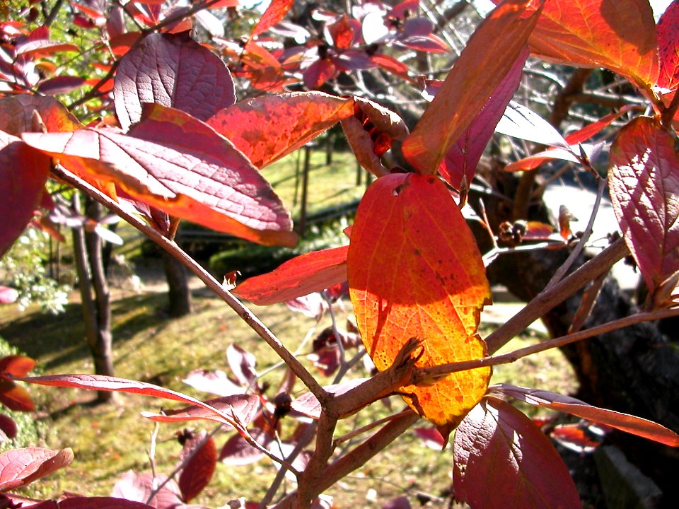 Japanese nature leaf