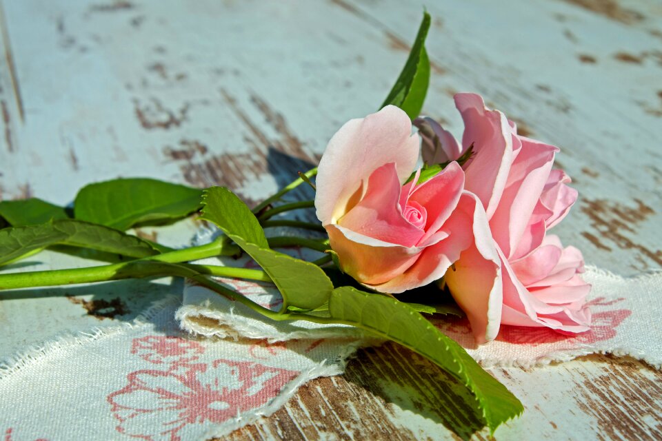 Pink rose bloom flower
