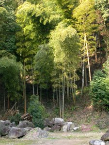 Japanese nature bamboo