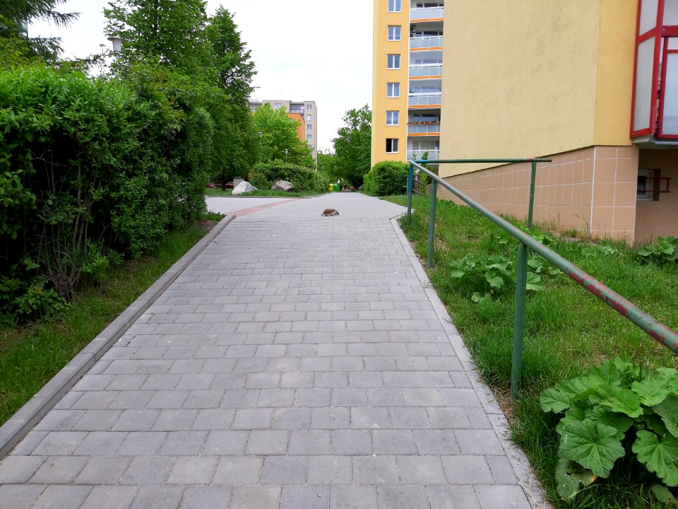 JEŽEK 20210521 171256