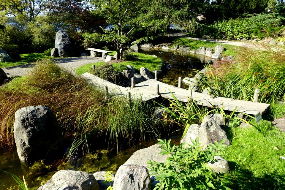 Japanese pond - Bergianska trädgården - Stockholm, Sweden - DSC00506